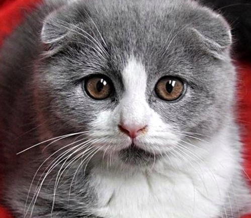 娱乐吃瓜酱：三岁萌娃的星途与山东“吃瓜文化”解读