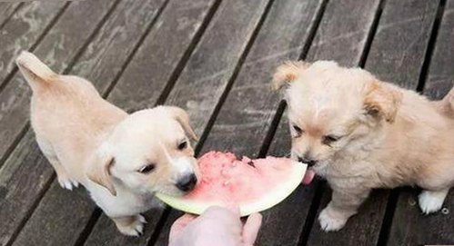 王俊凯的娱乐圈动向与幕后揭秘：从吃瓜蜀黍到圈内焦点